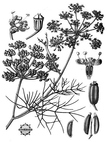 Учебник самолечения и питания Спецназа ГРУ. Продолжение супербестселлера «Учебник выживания Спецназа ГРУ» - i_029.jpg