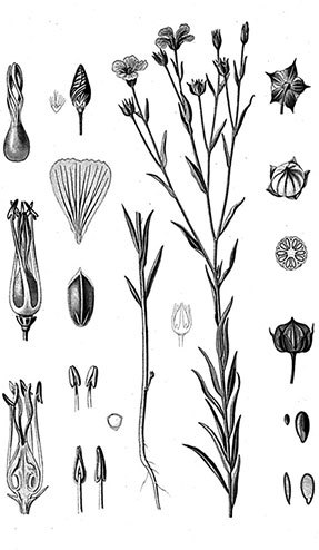 Учебник самолечения и питания Спецназа ГРУ. Продолжение супербестселлера «Учебник выживания Спецназа ГРУ» - i_030.jpg