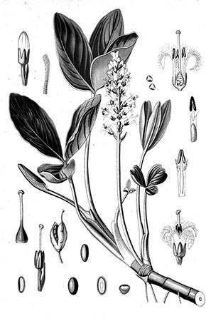 Учебник самолечения и питания Спецназа ГРУ. Продолжение супербестселлера «Учебник выживания Спецназа ГРУ» - i_033.jpg