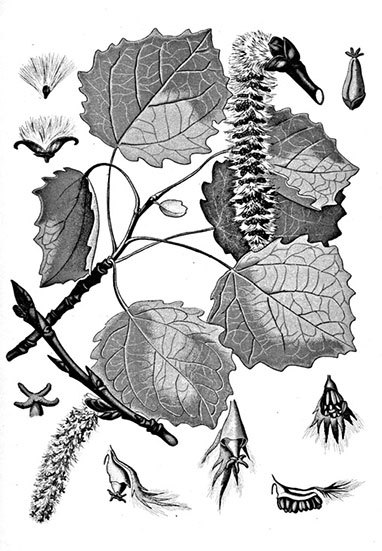Учебник самолечения и питания Спецназа ГРУ. Продолжение супербестселлера «Учебник выживания Спецназа ГРУ» - i_035.jpg