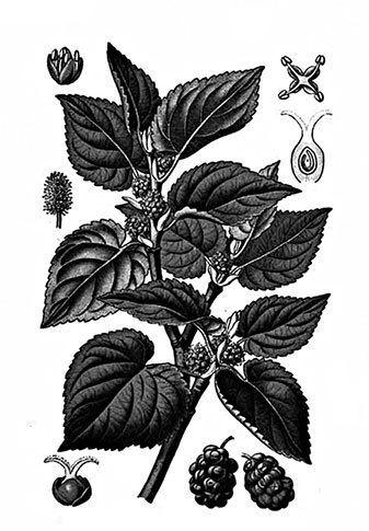 Учебник самолечения и питания Спецназа ГРУ. Продолжение супербестселлера «Учебник выживания Спецназа ГРУ» - i_036.jpg