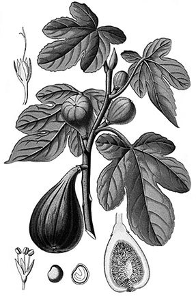 Учебник самолечения и питания Спецназа ГРУ. Продолжение супербестселлера «Учебник выживания Спецназа ГРУ» - i_044.jpg