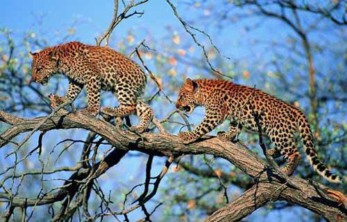 Неласковый триумвират - JAguarCHernovojj32.jpg