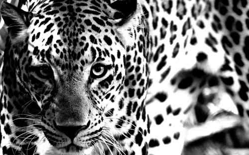 Неласковый триумвират - PanteraCHernovojj21.jpg