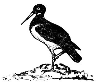 Крылатые друзья - doc2fb_image_02000002.jpg