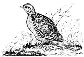 Крылатые друзья - doc2fb_image_0200000D.jpg