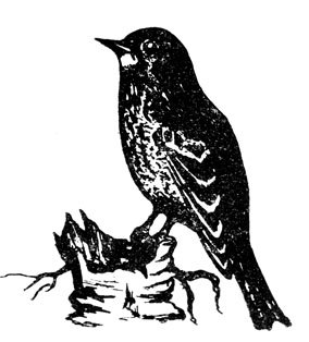 Крылатые друзья - doc2fb_image_02000011.jpg