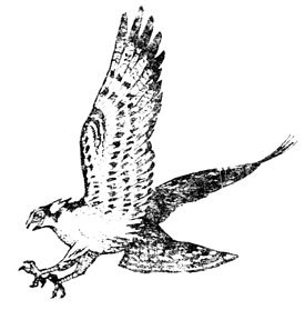 Крылатые друзья - doc2fb_image_0200002E.jpg