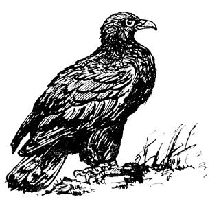 Крылатые друзья - doc2fb_image_0200002F.jpg