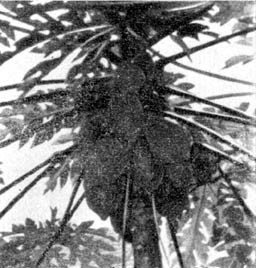 Причудливые деревья - _165.jpg