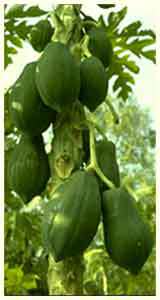 Причудливые деревья - _167.jpg