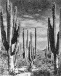 Причудливые деревья - _187.jpg