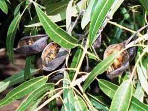 Причудливые деревья - _220.jpg