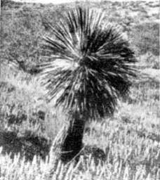 Причудливые деревья - _234.jpg