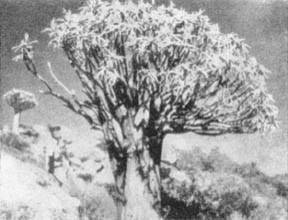 Причудливые деревья - _239.jpg