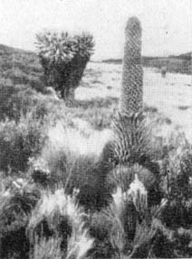 Причудливые деревья - _253.jpg