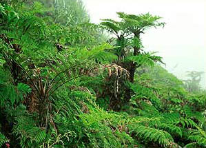 Причудливые деревья - _264.jpg