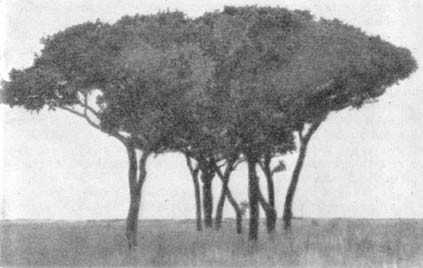 Причудливые деревья - _303.jpg