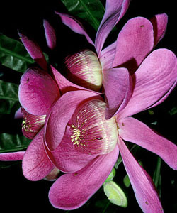 Причудливые деревья - _307.jpg