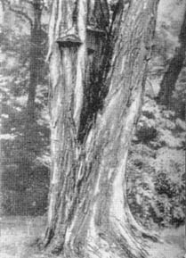 Причудливые деревья - _325.jpg