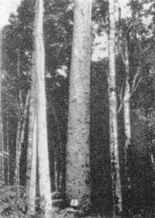 Причудливые деревья - _352.jpg