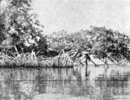 Причудливые деревья - _62.jpg