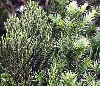 Причудливые деревья - _89.jpg