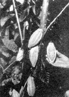 Причудливые деревья - _111.jpg