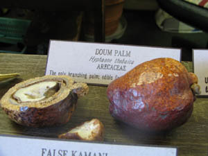 Причудливые деревья - _129.jpg