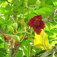 Причудливые деревья - _154.jpg