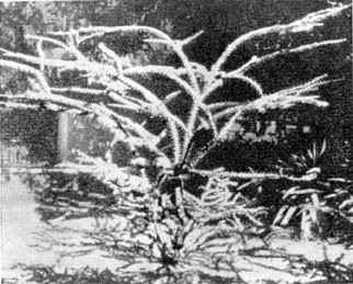 Причудливые деревья - _183.jpg