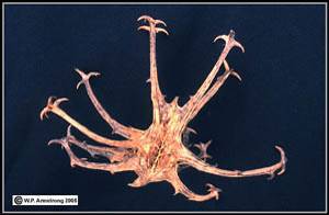 Причудливые деревья - _189.jpg