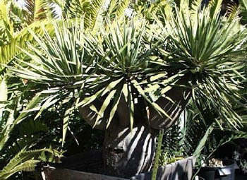 Причудливые деревья - _230.jpg