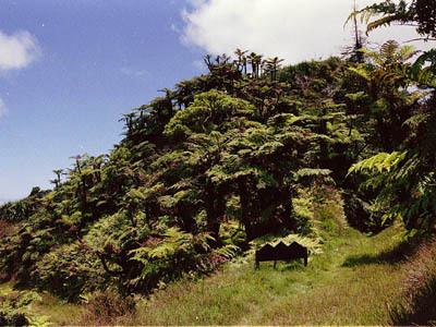 Причудливые деревья - _263.jpg