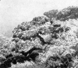 Причудливые деревья - _265.jpg