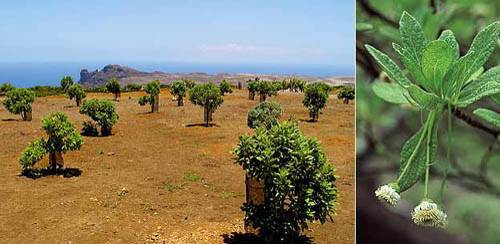 Причудливые деревья - _273.jpg