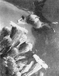 Причудливые деревья - _279.jpg