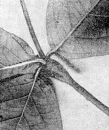 Причудливые деревья - _283.jpg