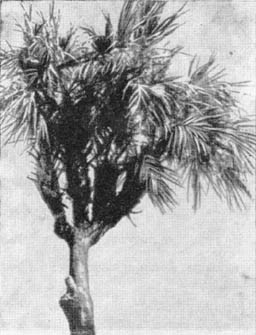 Причудливые деревья - _310.jpg