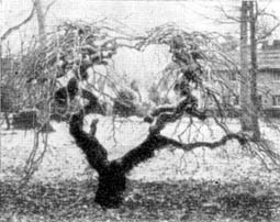 Причудливые деревья - _320.jpg