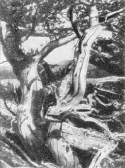 Причудливые деревья - _360.jpg