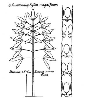 Причудливые деревья - _419.jpg