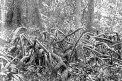 Причудливые деревья - _64.jpg