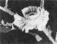 Причудливые деревья - _106.jpg