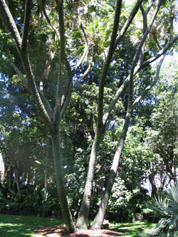 Причудливые деревья - _128.jpg