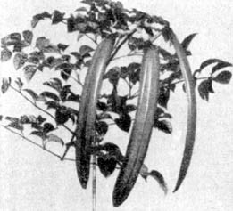 Причудливые деревья - _146.jpg