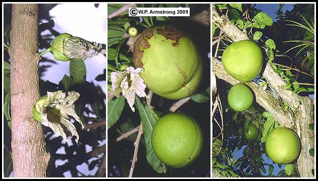 Причудливые деревья - _159.jpg