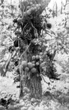 Причудливые деревья - _163.jpg