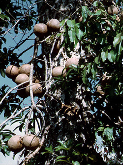 Причудливые деревья - _164.jpg