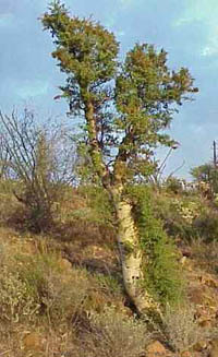 Причудливые деревья - _174.jpg